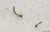 Reisende bringen Zika-Virus nach Europa