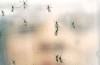 In der Tat: Wie besorgt sollten Sie über Zika?