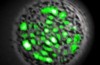Scientists create laser light human cell