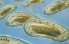 Biologique de Code avancé
