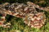 Si bizarre, c’est la Nature