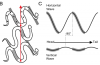 Researchers learn robotslang better move by watching real snake