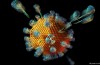 Ciò che distingue la presenza di Virus e Batteri?