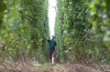 Qui le Houblon, une fois de gratte…