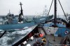 Il giappone continua la Caccia alle balene nel Pacifico settentrionale fort