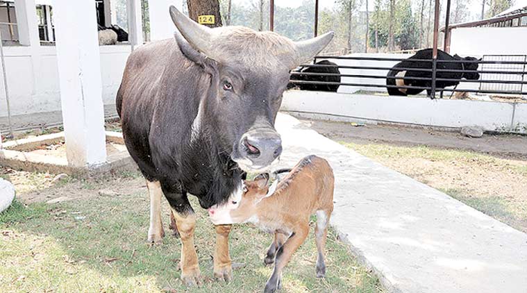 Inte ko men mithun, ett tecken på allvarliga problem i Arunachal Pradesh