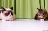 Grumpy Cat Remix-Museo