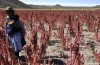 Quinoa-Prezzi-sociale Esplosivo