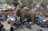 Elephant raging through Indian city