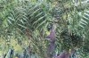 Stolthet Indien — Neem Margosa