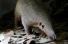 Threatened Schuppentiere in Vietnam