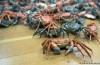 Weiwei-Retrospettiva: La Forza dell’Arte