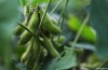 L’ingegneria genetica e le Monocolture: Come è sostenibile del Paraguay Sojaanbau?