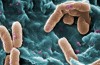 OMS avverte un crescente Pericolo a causa di Resistenze agli Antibiotici