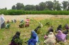 La Madre di tutti gli Alimenti Raccolti