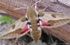 Monocolture di ostacolare la Biodiversità