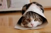 Katzenvideo Festival celebrates German premiere