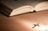Réforme – Invitation aux Catholiques