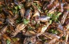 Entomologo van Huis: “preferisco mangio Cavallette”