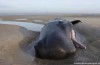 Again sperm whales in the Wadden sea died