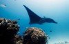 Come Mante della protezione dell’ambiente marino avanti