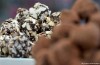 Schokoladenmesse starts in Belgium