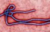 Morti da Ebola in Sierra Leone