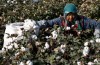 Cotone Industria trema davanti a Cina