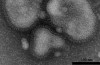 Etica del consiglio mette in guardia contro gli Abusi nella Bioforschung
