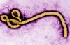 Ebola Soupçon, au Libéria et au Canada