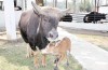 Nicht Kuh, sondern mithun, ein Zeichen der “ernsten” Schwierigkeiten in Arunachal Pradesh