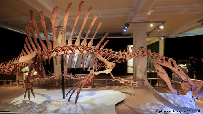 Spinosaurus und T-Rex in Berlin: Stars aus der Steinzeit