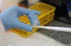 Erstmals Zika-Infektion bei Schwangerer in Europa