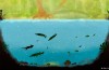 Sauvez un Biotope