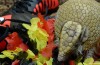 Plus de 22 000 Espèces sont menacées d’Extinction