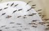 Con il Laser contro la Malaria