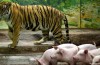 Comunicare tutti gli Animali tra di loro?