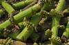 Allarme sulla piantagione di banane