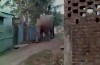Des éléphants et des léopards dans la ville: de manquer de chance – et de choix