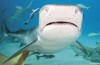 Bouée signale Requin Alaaaarm!