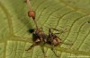 Pilz-Hacking im Ameisenhirn