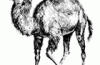 “‘Databasemodule Perl allows for sql injections’ – update”