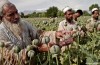 Rapport mondial sur les drogues: Encore plus de l’Opium en Afghanistan