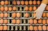 Galline ovaiole-Settore segnala Elevatissimo