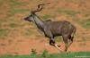 Qui peut les Animaux sauvages et la chasse?