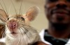 Ratti contro la Tubercolosi