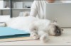 Qu’Est-ce que Power Nap dans macOS?