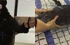 Japanse studenten tonen met vr bestuurbare robotpinguïn